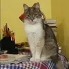 Отзыв от Эмилия Комиссарова